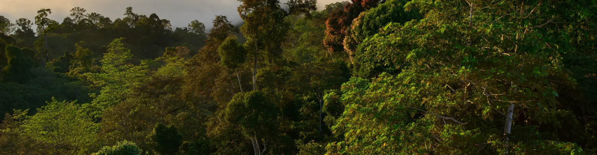 Borneo rainforest (Credit: Ch'ien C. Lee)