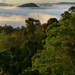 Borneo rainforest